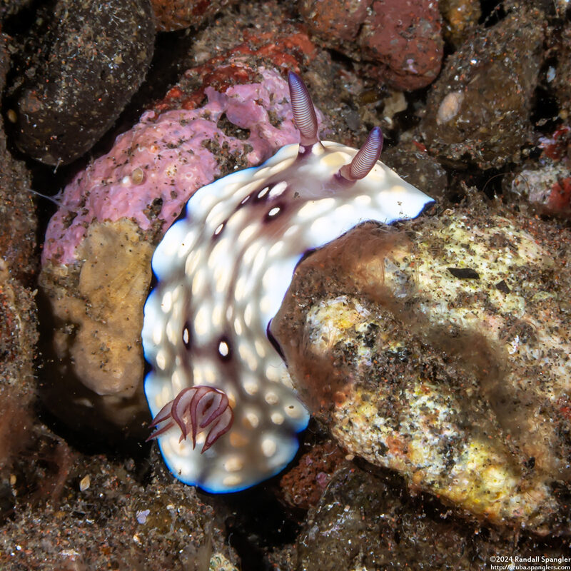 Goniobranchus hintuanensis (Goniobranchus Hintuanensis)