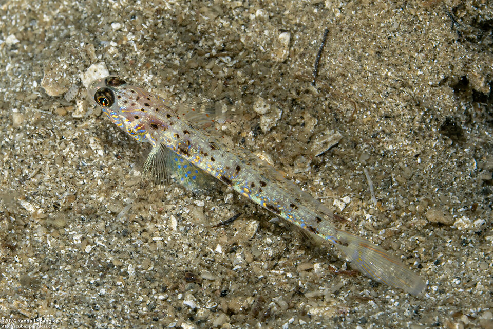 Vanderhorstia phaeosticta (Yellowfoot Shrimpgoby)