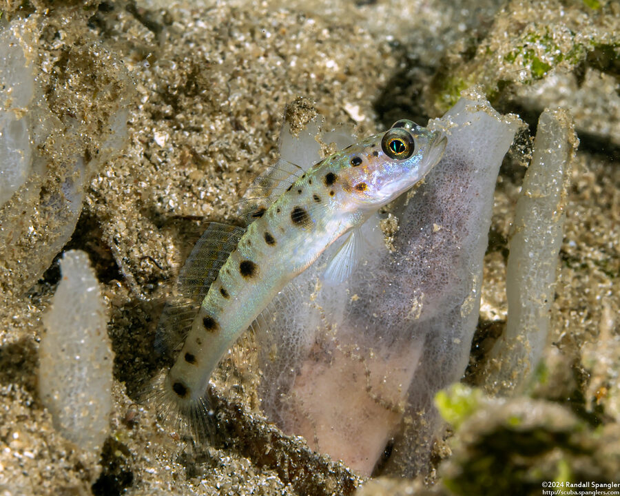 Vanderhorstia ambanoro (Ambanoro Shrimpgoby)