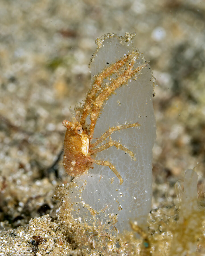 Galathea subsquamata (Scaly Squat Lobster)