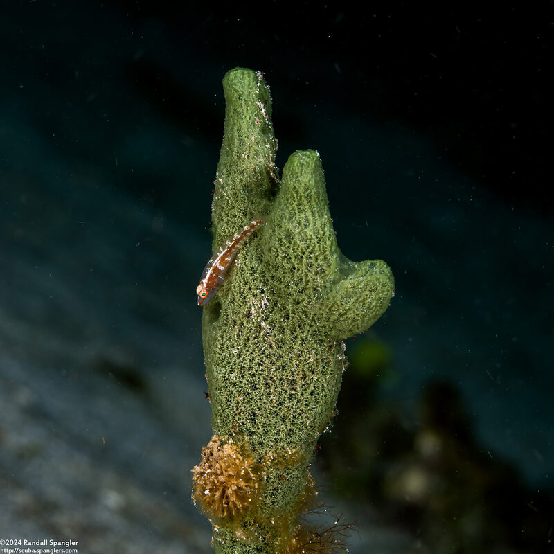 Amphimedon chloros (Amphimedon Chloros)