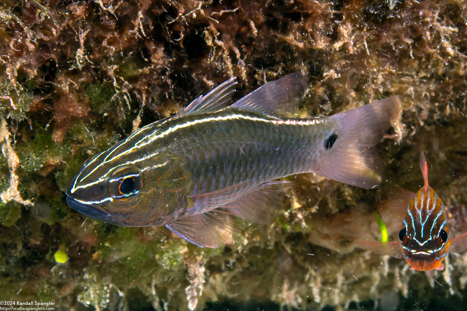 Ostorhinchus hartzfeldii (Hartzfeld's Cardinalfish)