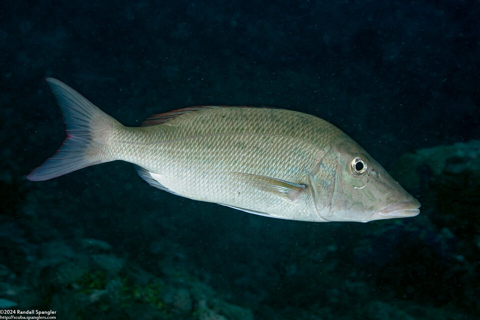 Lethrinus microdon (Smalltooth Emperor)