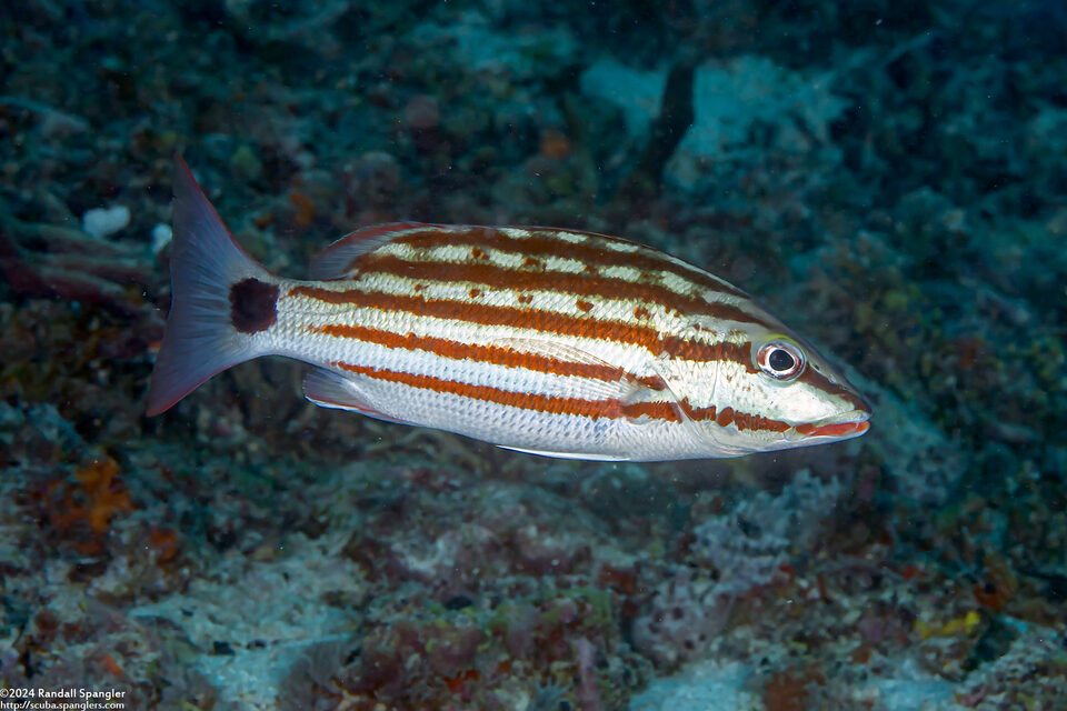 Lutjanus decussatus (Checkered Snapper)