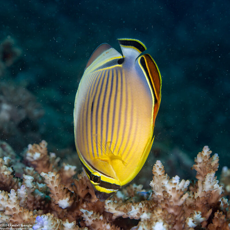 Chaetodon lunulatus (Redfin Butterflyfish)