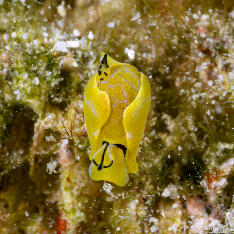 Siphopteron citrinum (Lemon Siphopteron)