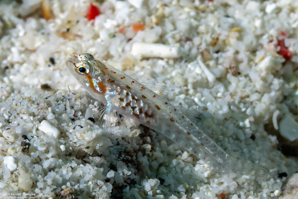 Grallenia lipi (Ornamented Goby)