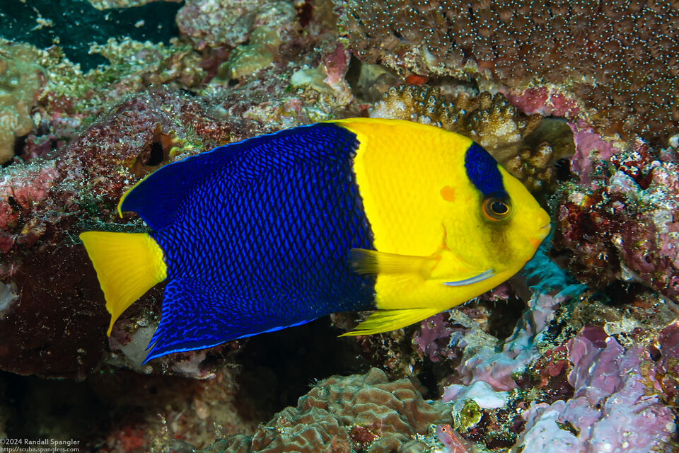 Centropyge bicolor (Bicolor Angelfish)