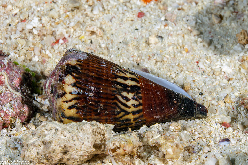 Conus vexillum (Flag Cone)