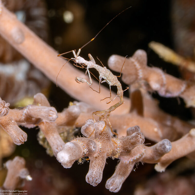 Caprella sp.1 (Skeleton Shrimp)