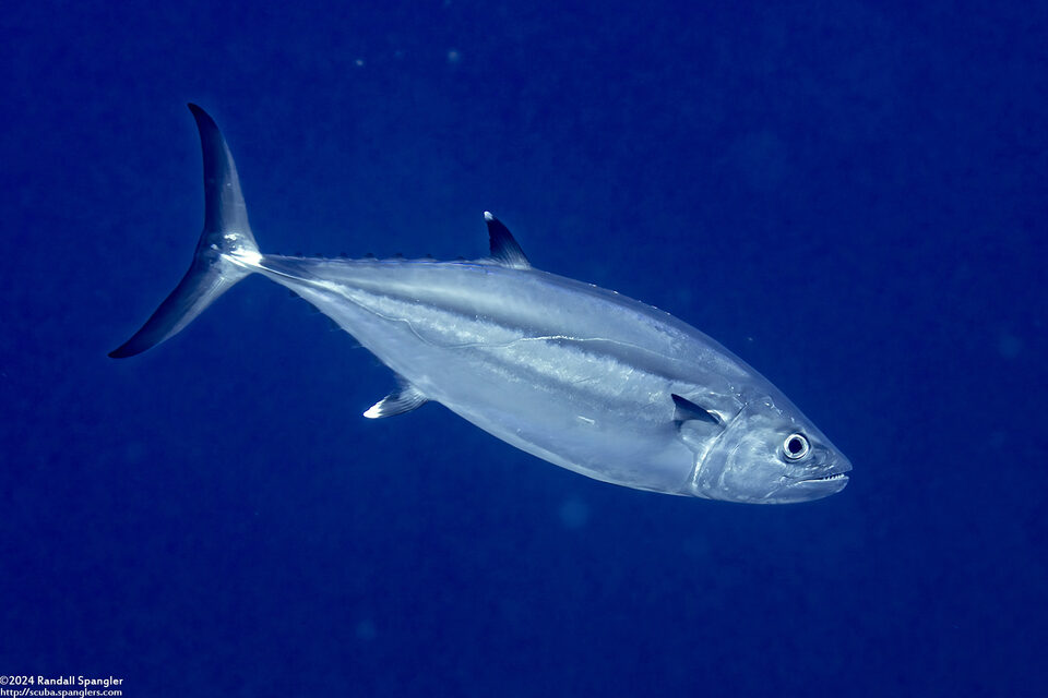 Gymnosarda unicolor (Dogtooth Tuna)