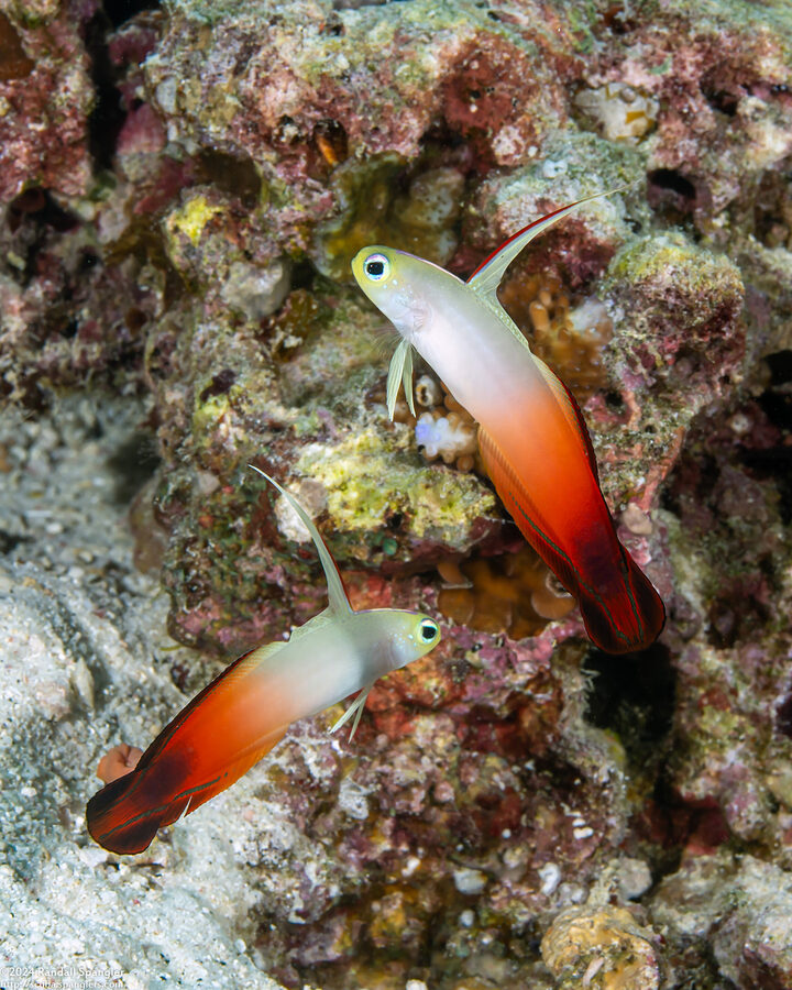 Nemateleotris magnifica (Fire Dartfish)