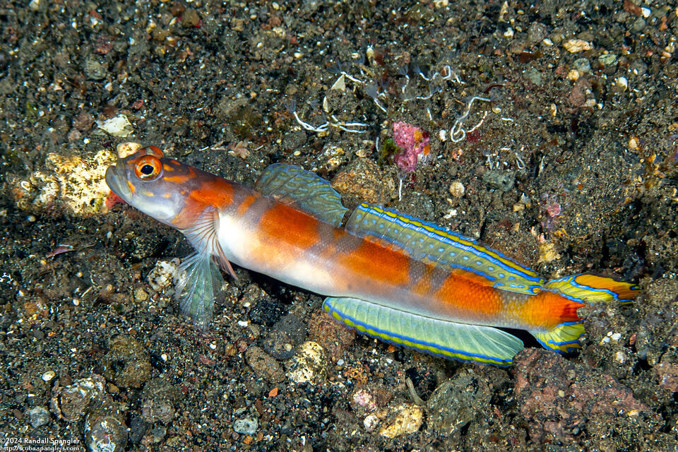 Amblyeleotris yanoi (Flagtail Shrimpgoby)