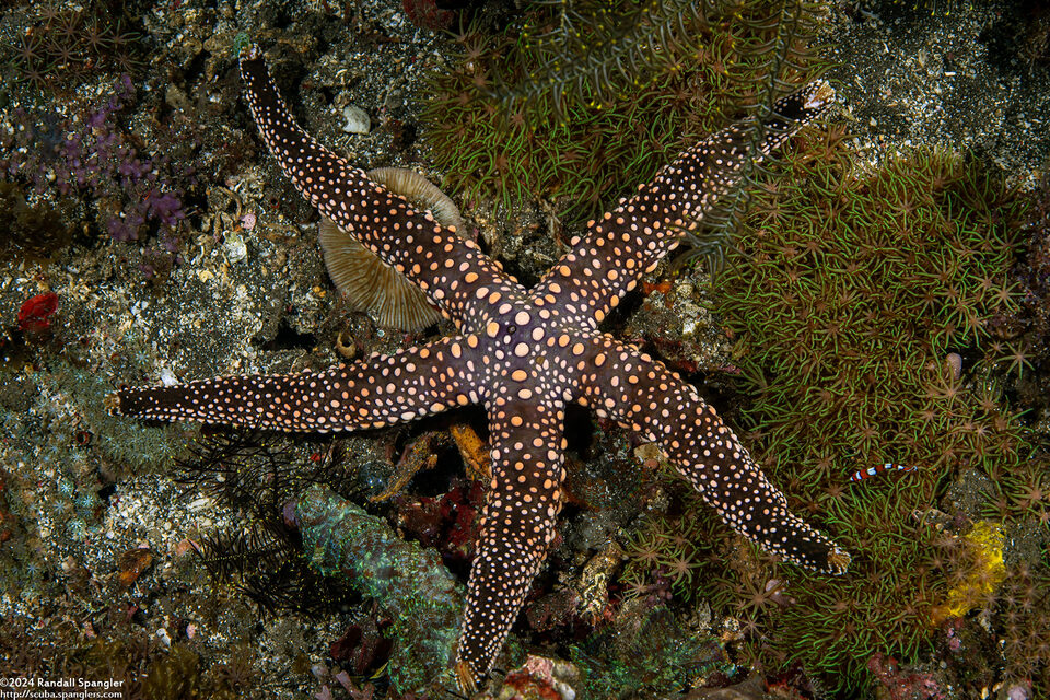 Gomophia sp.1 (Nippled Sea Star)