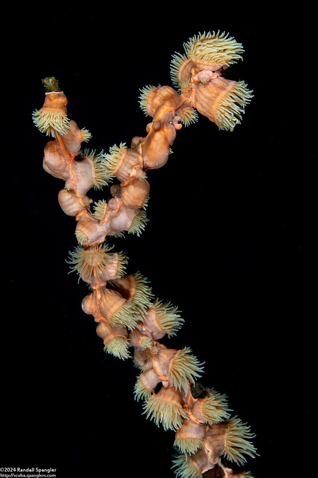 Nemanthus annamensis (Gorgonian Wrapper)