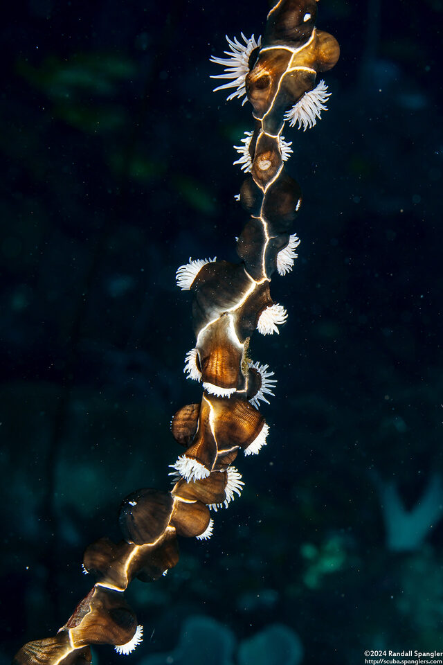 Nemanthus annamensis (Gorgonian Wrapper)