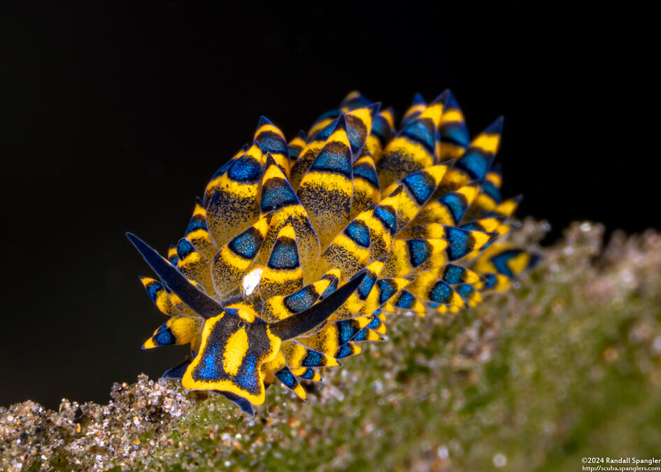 Costasiella sp.1 (Deceptive Costasiella)