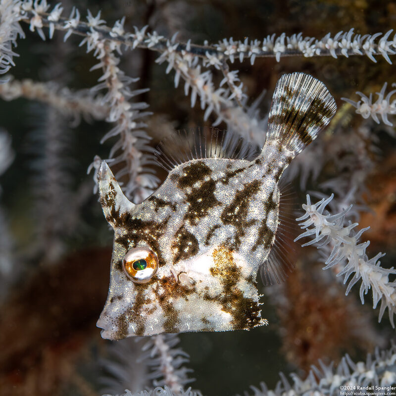 Paramonacanthus choirocephalus (Whiteblotch Filefish)