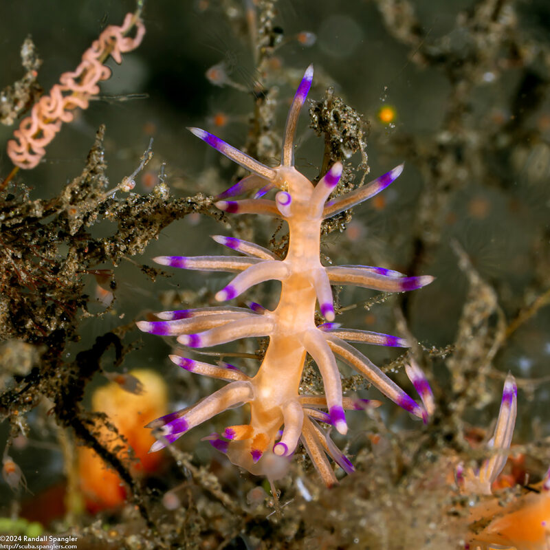 Coryphellina sp.2 (Pale Coryphellina)