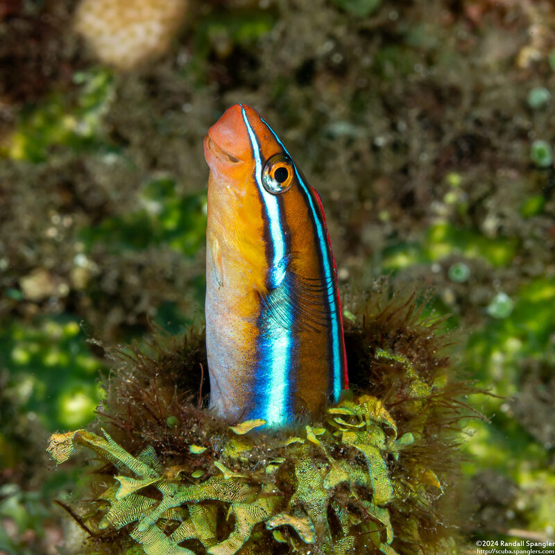 Plagiotremus rhinorhynchos (Bluestriped Fangblenny)