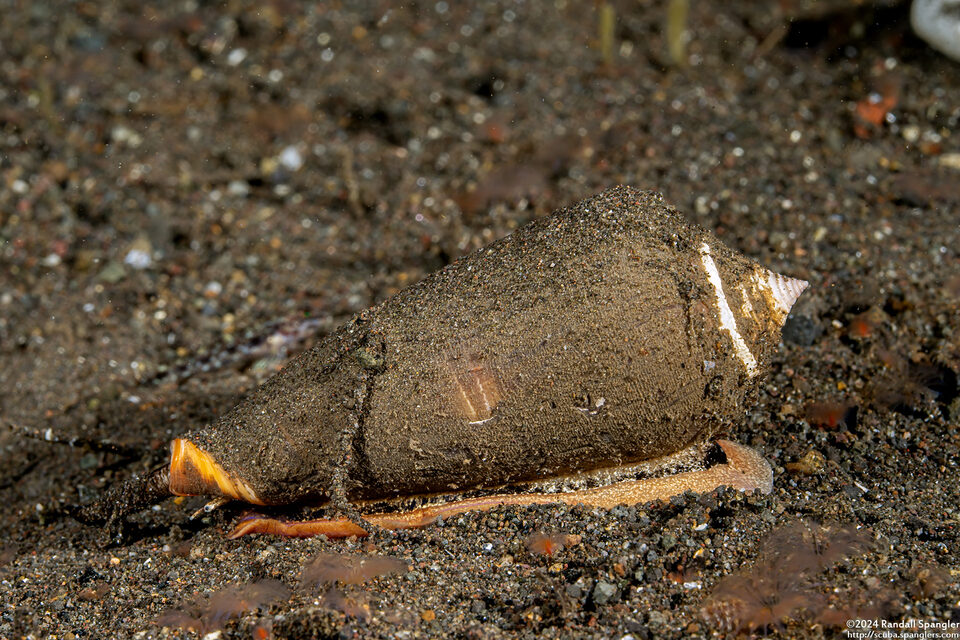 Conus parius (Parian Cone)