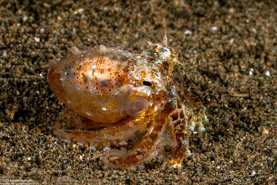 Octopus sp.2 (Octopus sp.2)