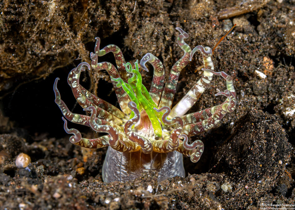 Edwardsianthus gilbertensis (Common Worm Anemone)