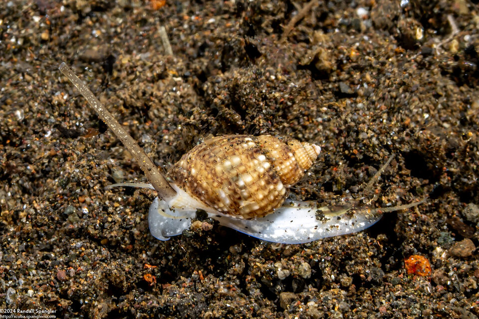 Nassarius albescens (Whitish Nassa)