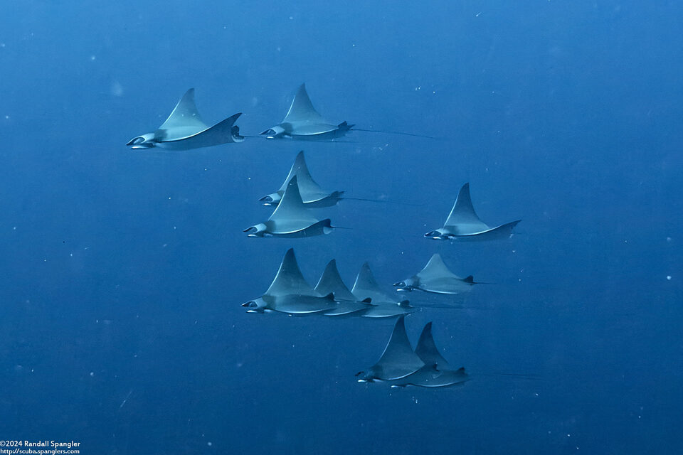 Mobula kuhlii (Shorthorned Pygmy Devil Ray)