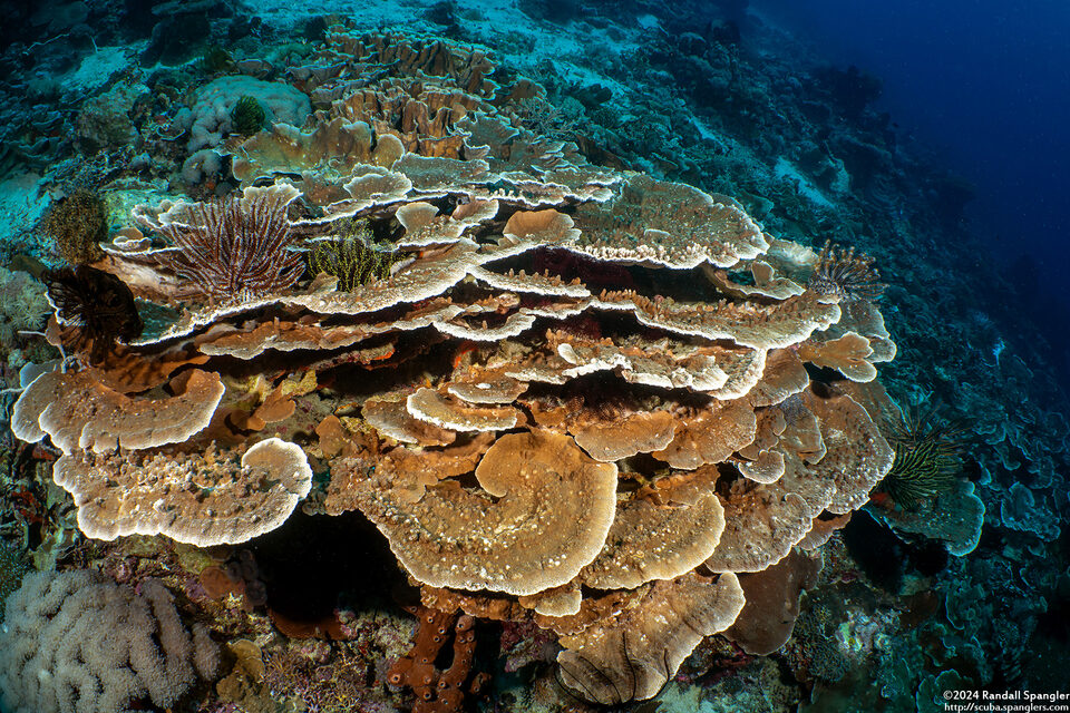 Montipora turtlensis (Montipora Turtlensis)