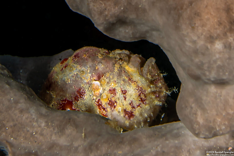 Histiophryne sp.1 (Bearded Frogfish)