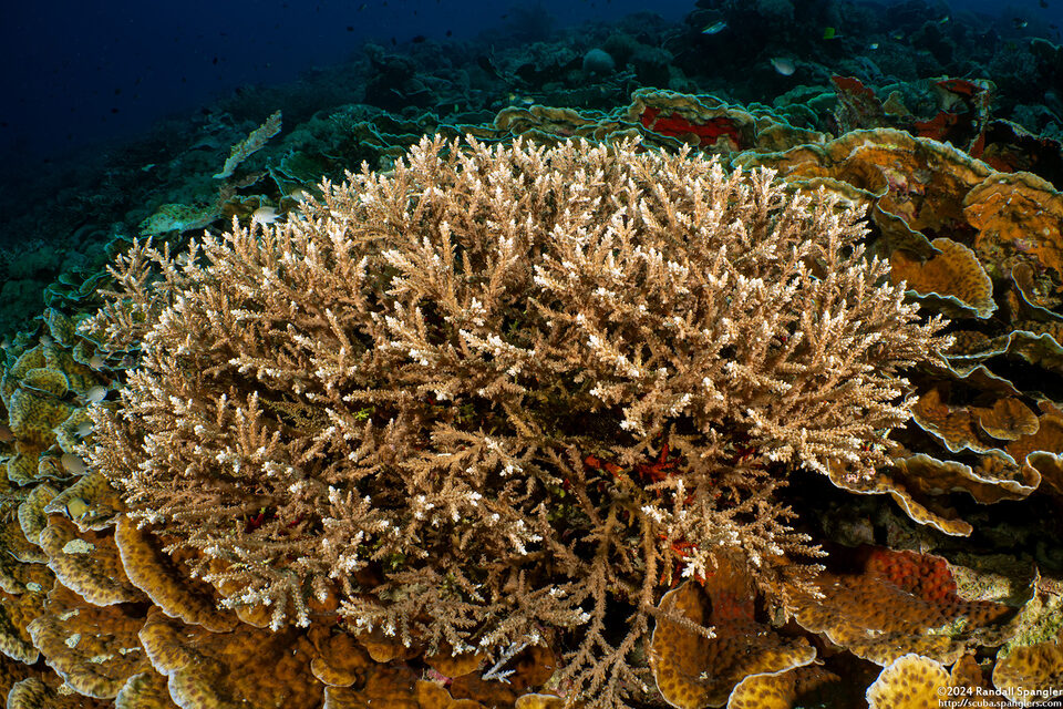 Acropora akajimensis (Acropora Akajimensis)