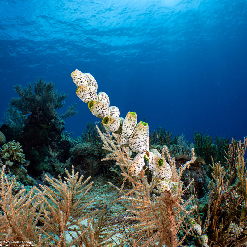 Atriolum robustum (Robust Sea Squirt)