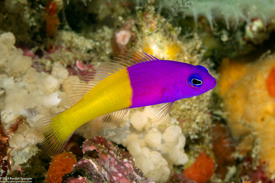 Pictichromis paccagnellorum (Royal Dottyback)