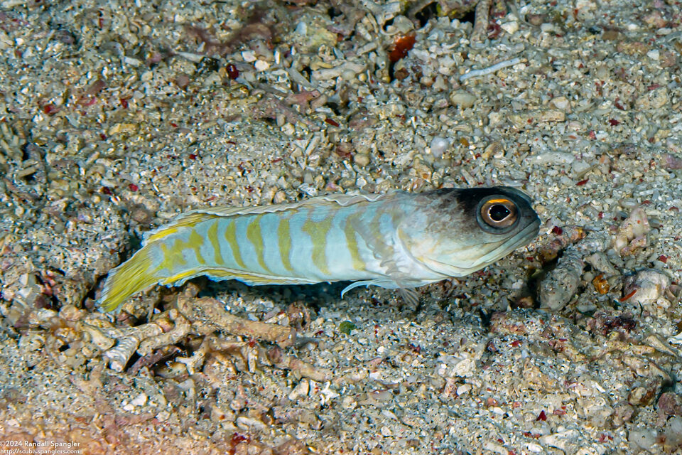 Opistognathus randalli (Yellowbarred Jawfish)