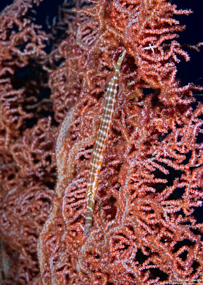 Aulostomus chinensis (Trumpetfish)