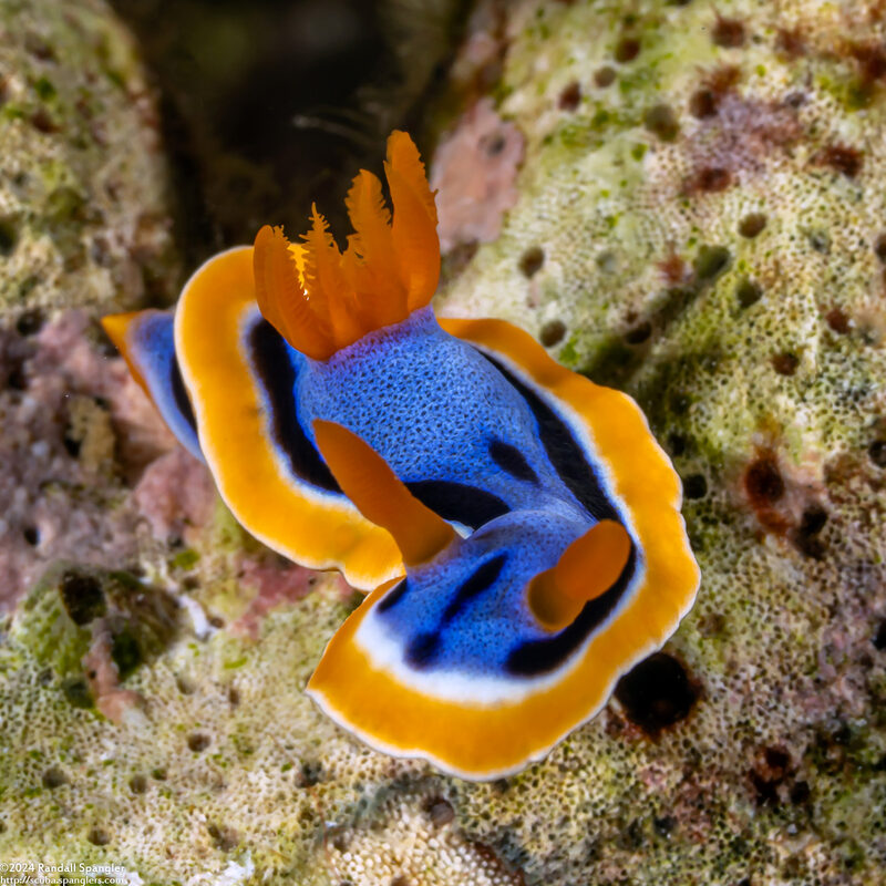 Chromodoris annae (Anna's Chromodoris)