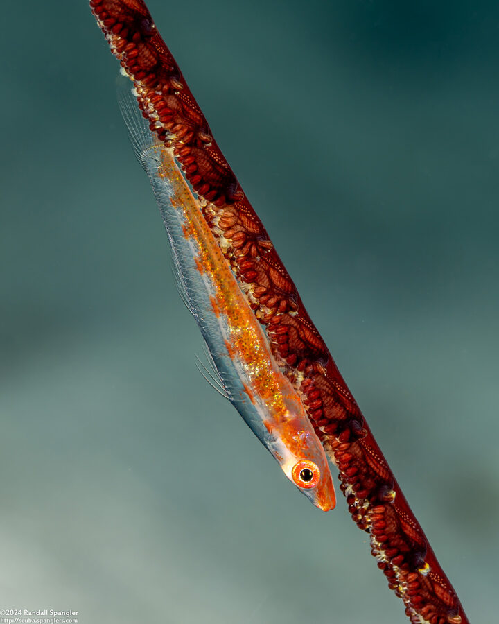 Pleurosicya mossambica (Common Ghostgoby)