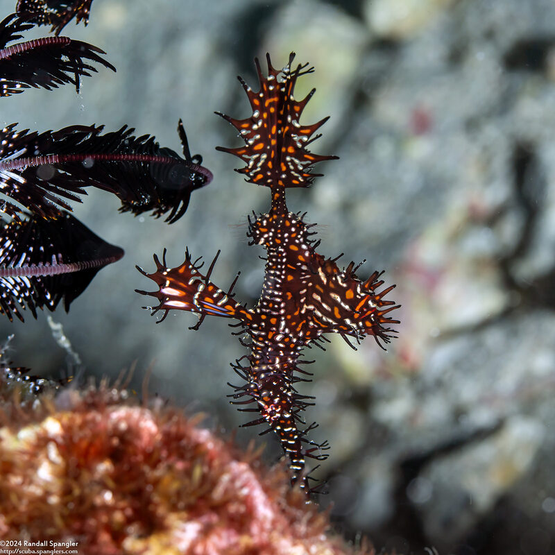 Solenostomus paradoxus (Ornate Ghost Pipefish)