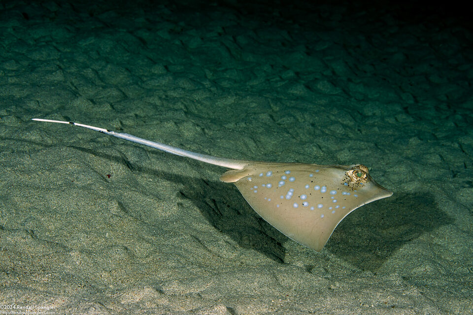 Neotrygon kuhlii (Blue-Spotted Stingray)