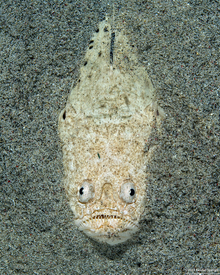 Uranoscopus sulphureus (Whitemargin Stargazer)