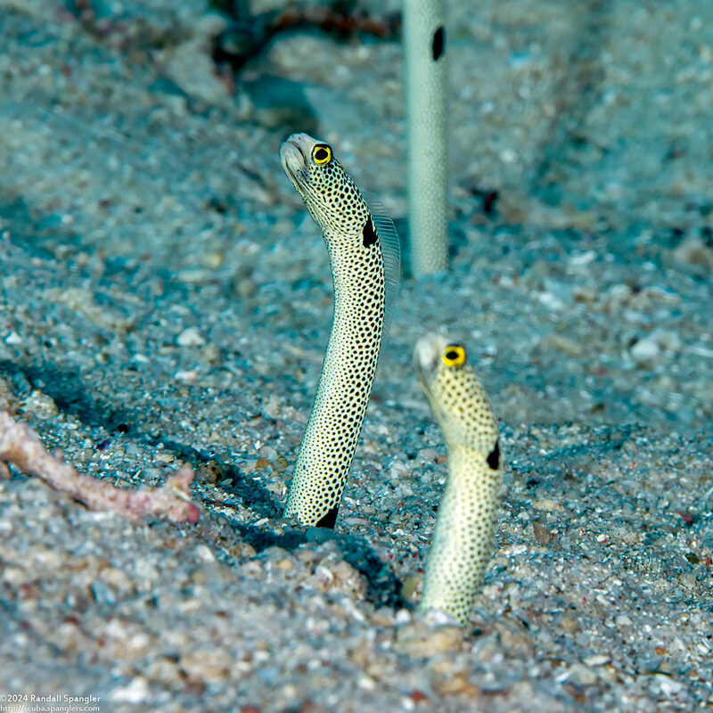 Heteroconger hassi (Spotted Garden Eel)