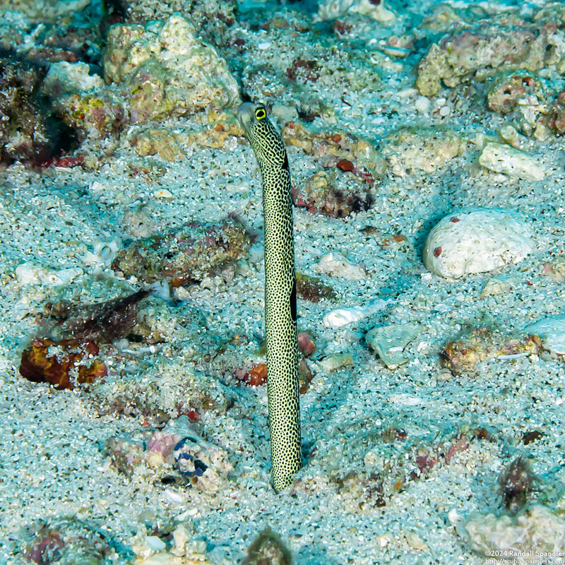 Heteroconger hassi (Spotted Garden Eel)