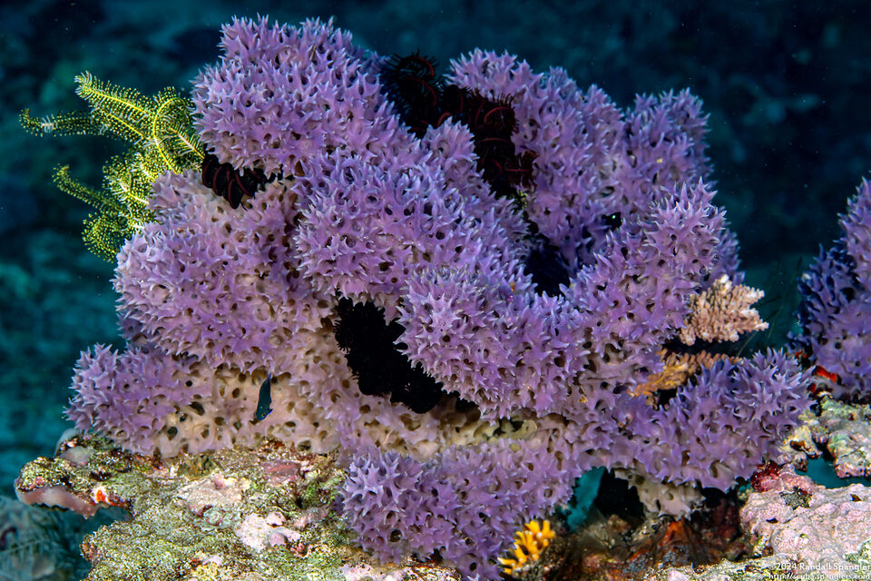 Dysidea cf. arenaria (Dysidea cf. Arenaria)