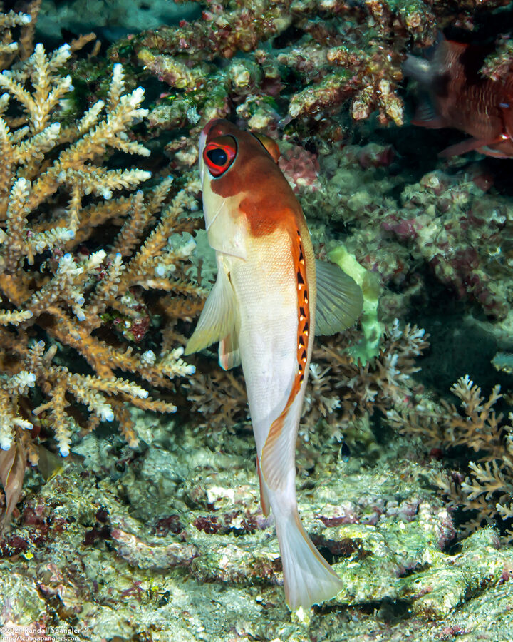 Epinephelus fasciatus (Blacktip Grouper)