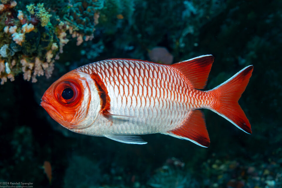 Myripristis botche (Splendid Soldierfish)