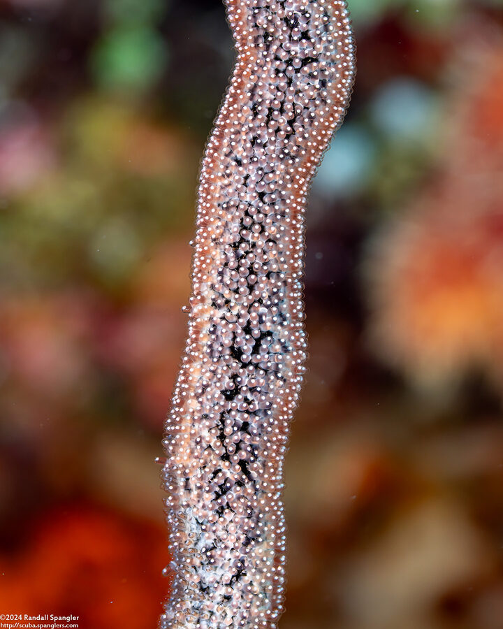 Amblyglyphidodon aureus (Golden Damsel)