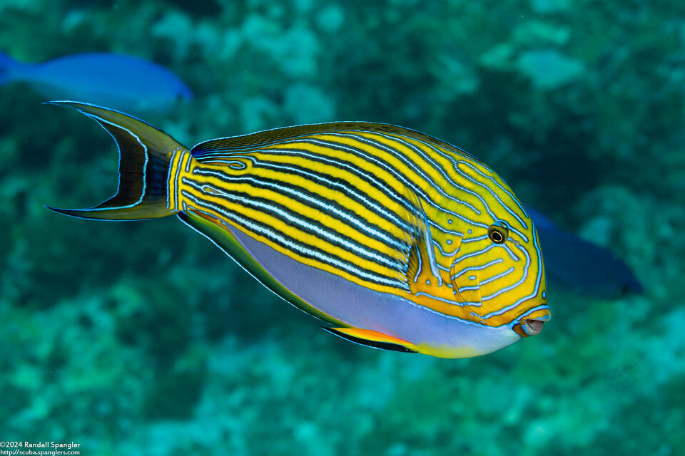 Acanthurus lineatus (Striped Surgeonfish)