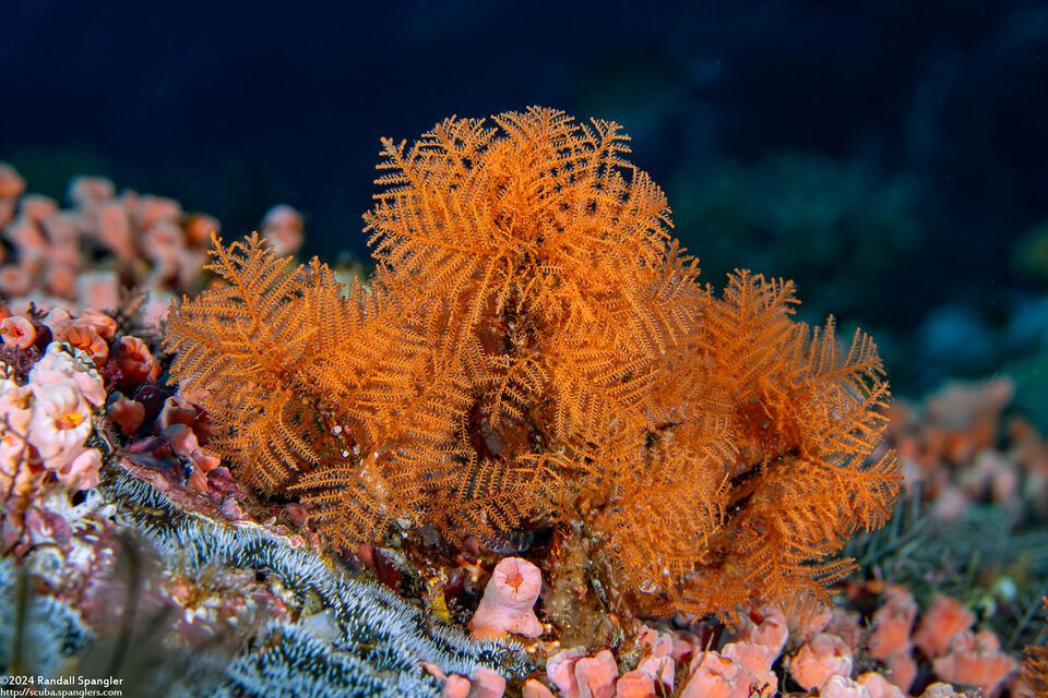 Sertularella diaphana (Branching Hydroid)