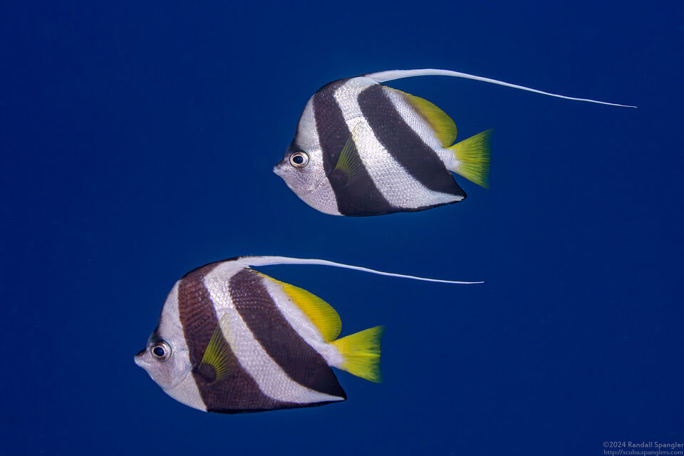 Heniochus diphreutes (Schooling Bannerfish)